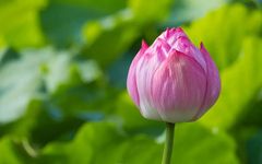 What are the Seven Emotions and Six Desires? The Most Poetic Answer