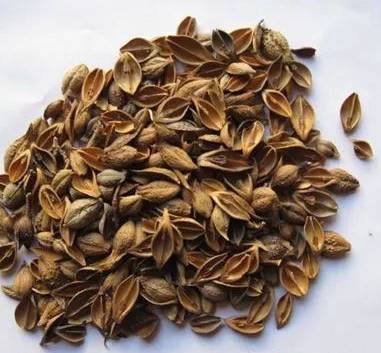 What is Lian Qiao and What are its Effects and Functions?