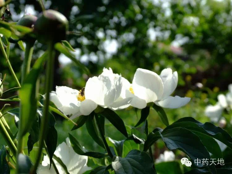 Daily Chinese Medicine: Bai Shao (White Peony)