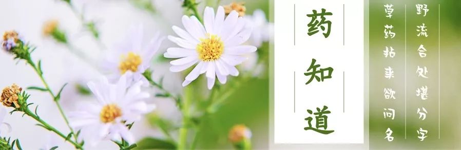 Understanding Medicinal Foods: Activating Blood Circulation and Alleviating Pain