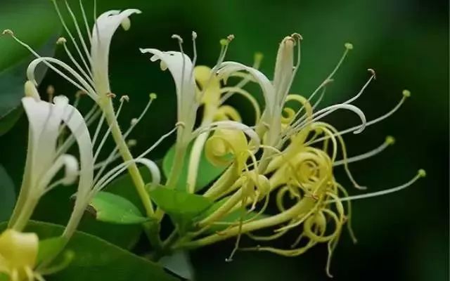 The Top Benefits of Astragalus: Pairing It for Disease Prevention!