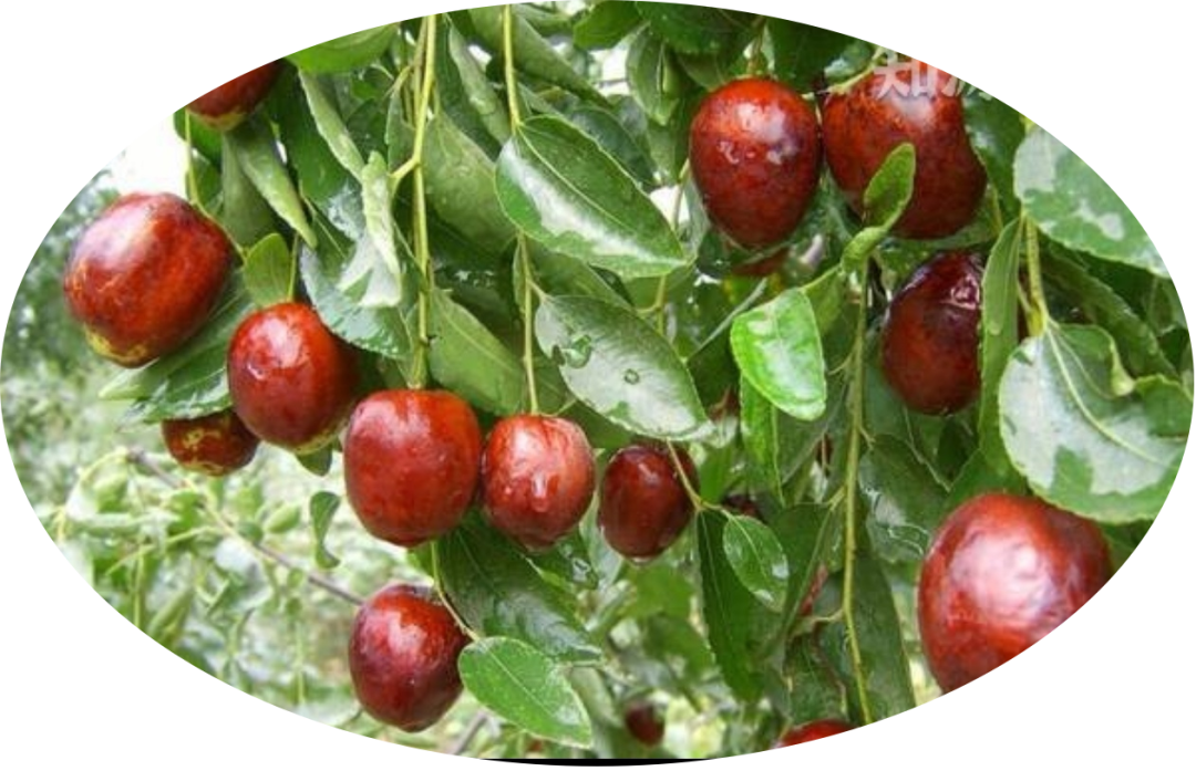 Popular Science | The Way of Health Preservation and Dietary Therapy - The Dietary Nourishment Chapter of Traditional Chinese Medicine Culture (Part Four)