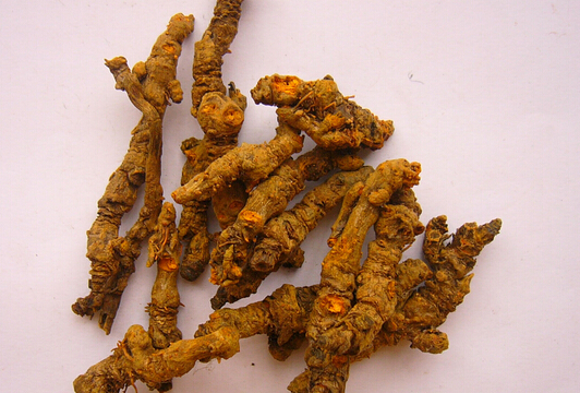 Huang Lian: Bitter and Effective for Clearing Heat and Treating Dysentery
