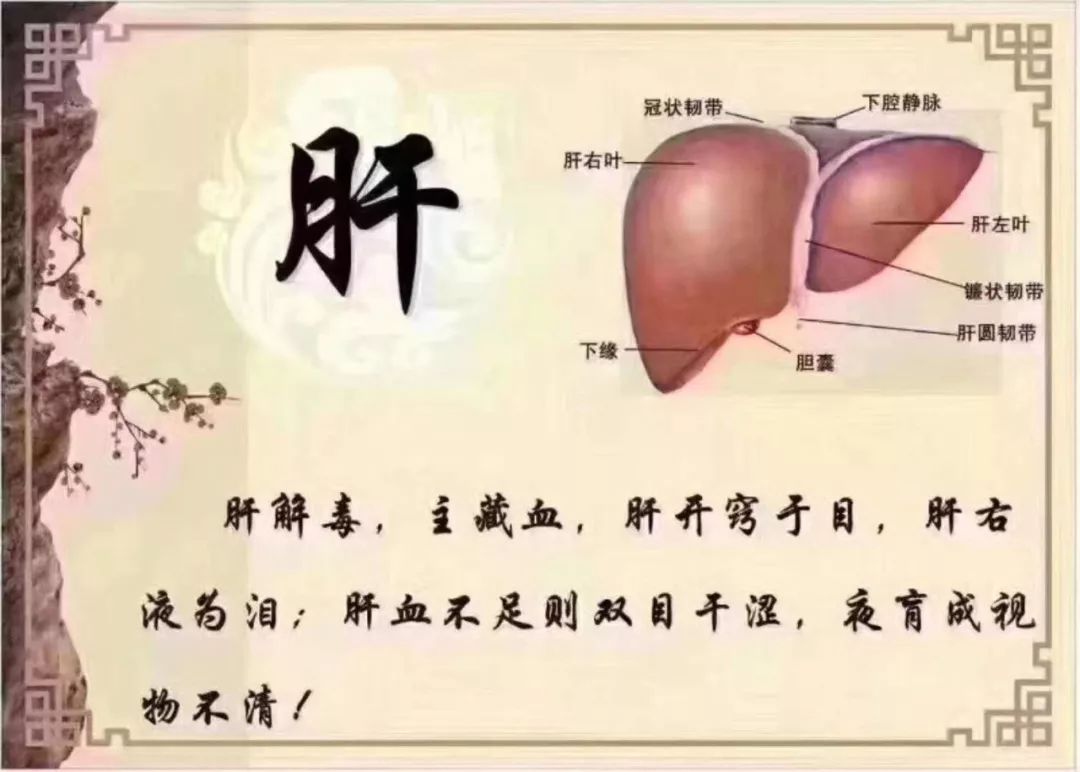 The Interconnectedness of the Five Organs: When the Liver Thrives, All Will Flourish!