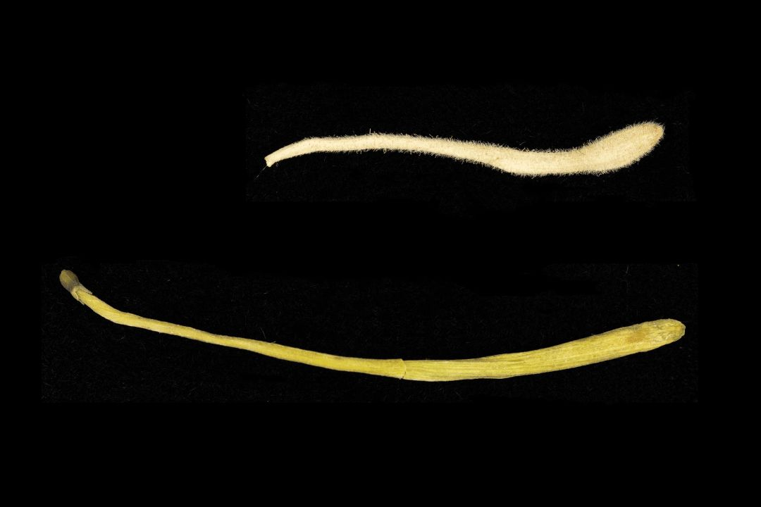 Distinguishing Between Jin Yin Hua and Shan Yin Hua in Traditional Chinese Medicine