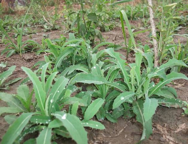 A Comprehensive Guide to 50 Common Medicinal Herbs in Rural Areas
