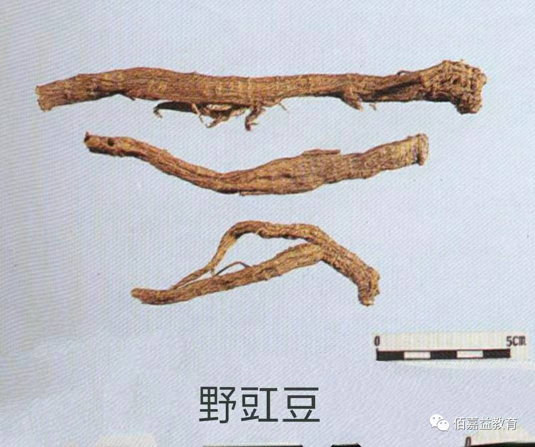 How to Distinguish Genuine from Fake Ginseng