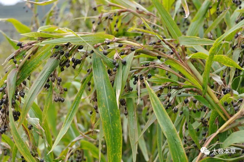 A Handful of Coix Seeds: 11 Ways to Use Them for Treating 8 Conditions
