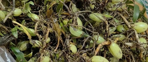 Natural Cough Remedy: Relieve Cough, Transform Phlegm, Clear Heat and Detoxify, Boost Immunity with This Soup