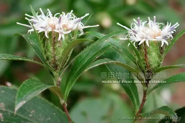 Learning About Traditional Chinese Medicine: Atractylodes (Cang Zhu)