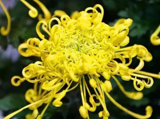 Honeysuckle and Its Perfect Partners: Drinking for Better Health Over Time
