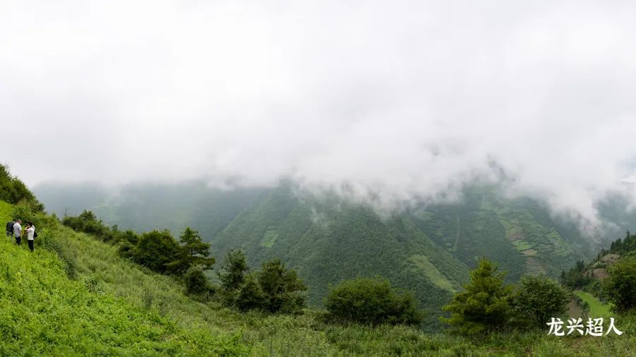 Comprehensive Identification of Codonopsis (Dang Shen): Analysis of Sulfur Fumigation, Origin, Quality, Habitat, Product Specifications, and Production Conditions