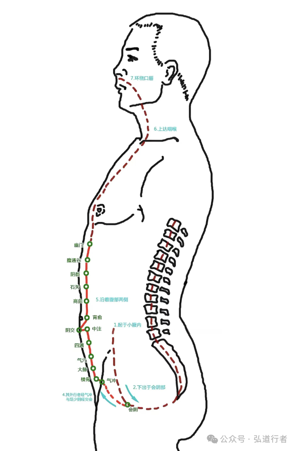 The Chong Mai: The Hub of Life Energy in the Eight Extraordinary Meridians