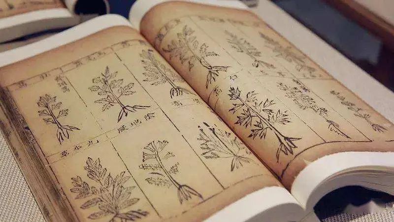 Exploring Traditional Culture | Issue 19: The Historical Transmission of Materia Medica Literature (Part 3)