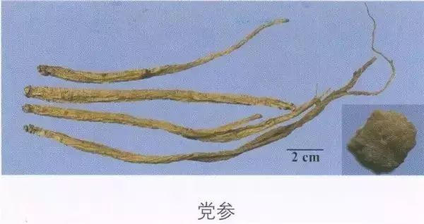 Exploring Dang Shen (Codonopsis pilosula): Properties, Uses, and Cultural Significance