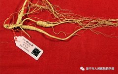 Understanding the Classification of Ginseng