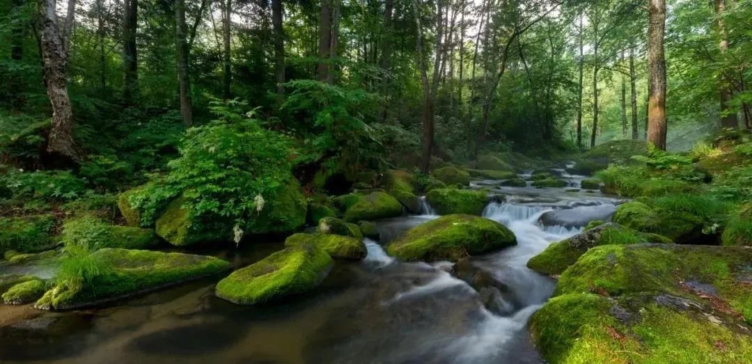 Understanding Yin Deficiency in Traditional Chinese Medicine