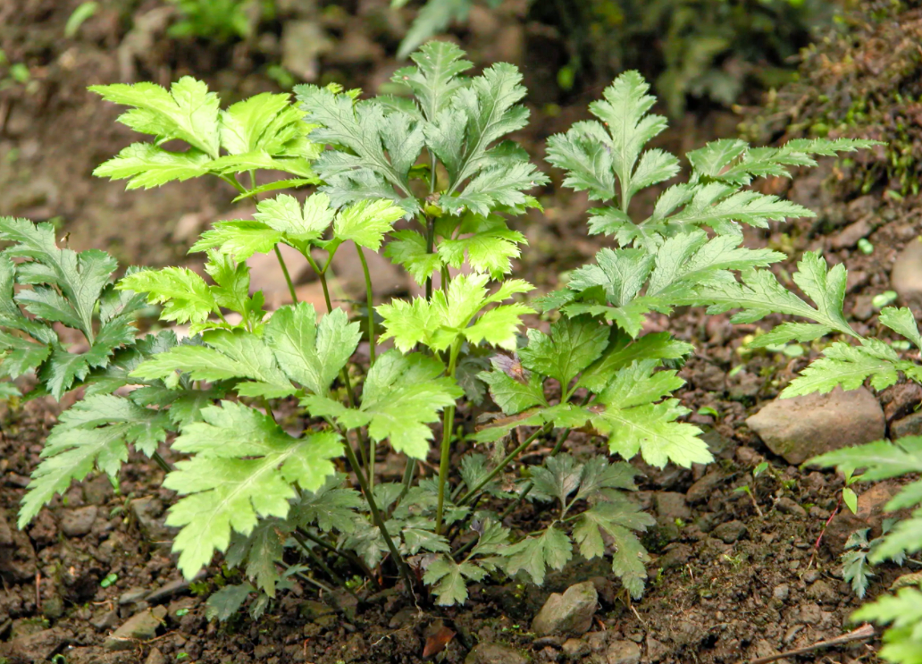 Traditional Chinese Medicine and Health Preservation in the Compendium of Materia Medica