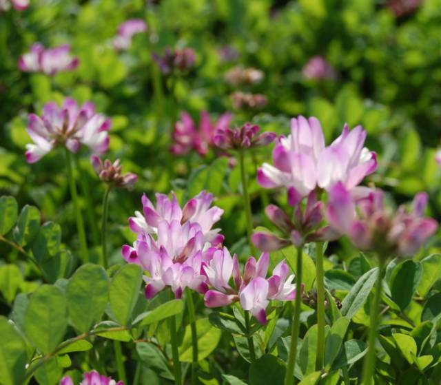 A Comprehensive Guide to 50 Common Medicinal Herbs in Rural China