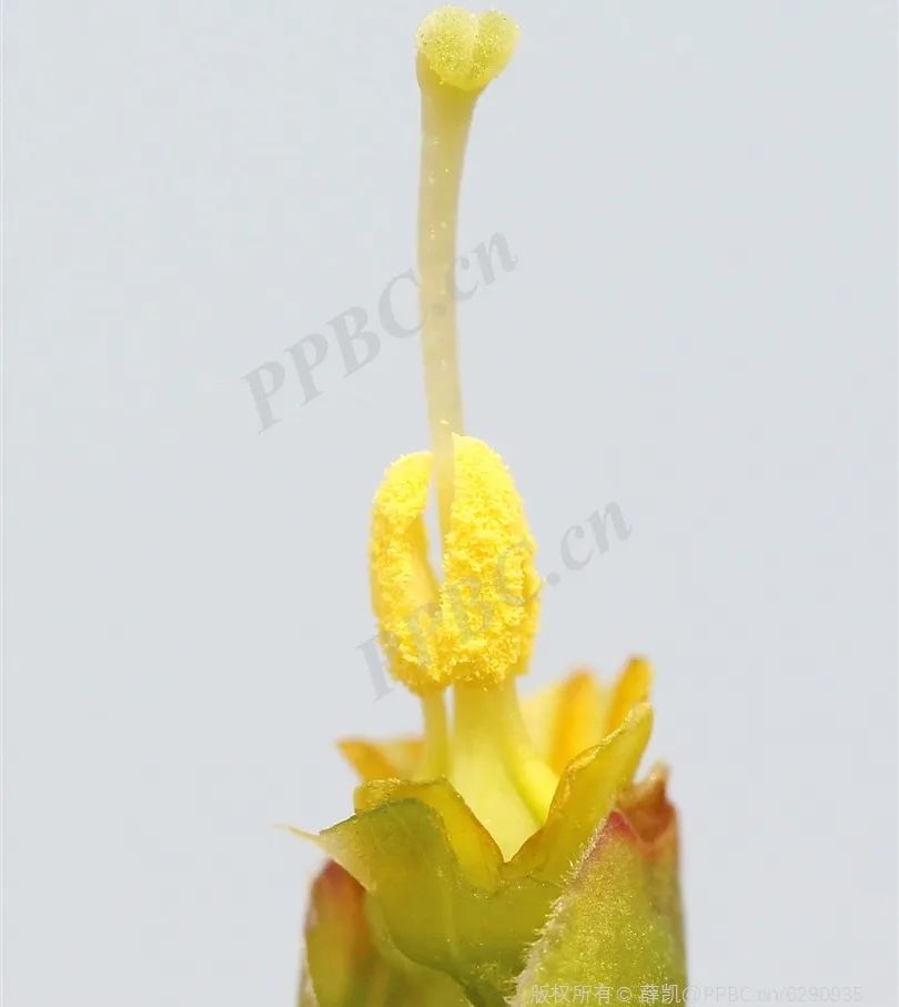 Understanding Forsythia: The Golden Flower of Spring