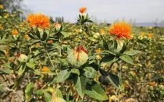 Learning Chinese Herbal Medicine: Herbal Dyeing (Part Two) - The Red Dye from Safflower