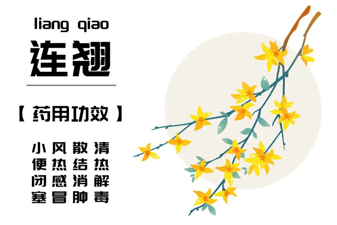 The TCM Perspective on Lian Qiao (Forsythia suspensa)