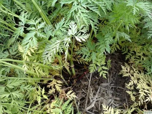 Understanding Chuanxiong (Ligusticum chuanxiong) in Traditional Chinese Medicine