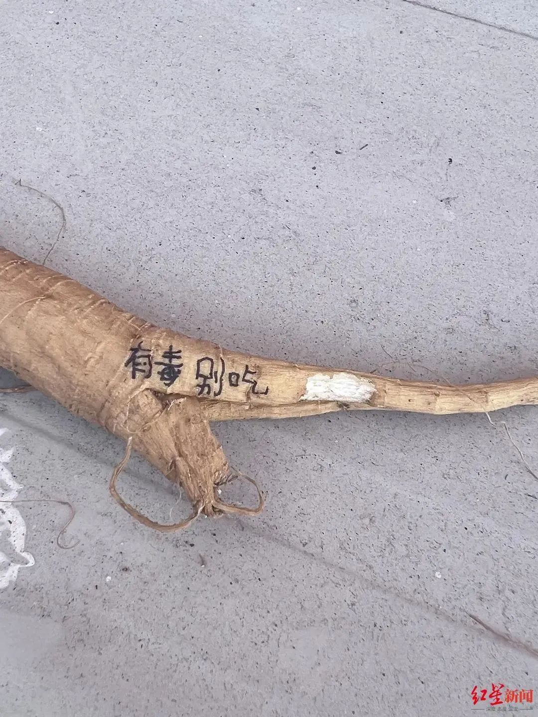 University Student Falls Asleep for 17 Hours After Mistaking 'Ginseng' for Poisonous Plant: Urgent Reminder!