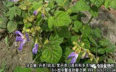 The Efficacy and Functions of Dan Shen (Salvia miltiorrhiza)