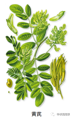 Traditional Chinese Medicine Knowledge | Astragalus