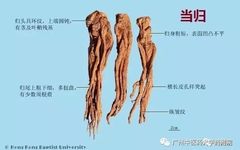 Understanding Angelica Sinensis (Dang Gui)
