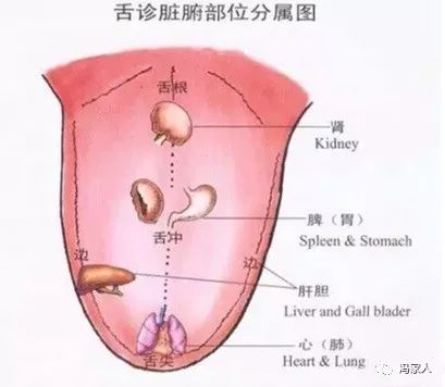 Comprehensive Guide to Tongue Diagnosis and Associated Conditions in TCM
