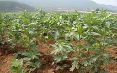 Understanding Chinese Medicine - Fuzi: The Remarkable Effects of Properly Combining Fuzi in Traditional Chinese Medicine!