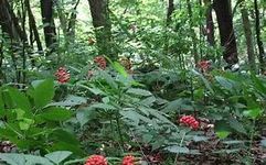 Ginseng (Panax ginseng)