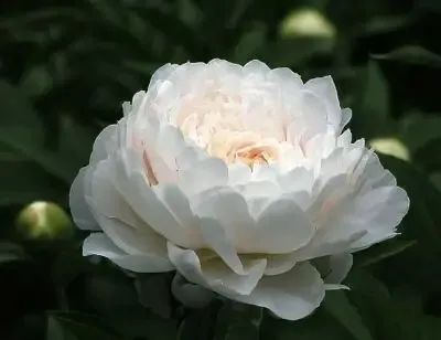 Daily Herb: Bai Shao (White Peony)