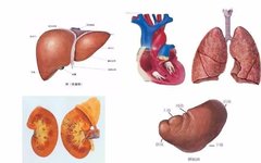 Nourishing the Five Organs in Traditional Chinese Medicine