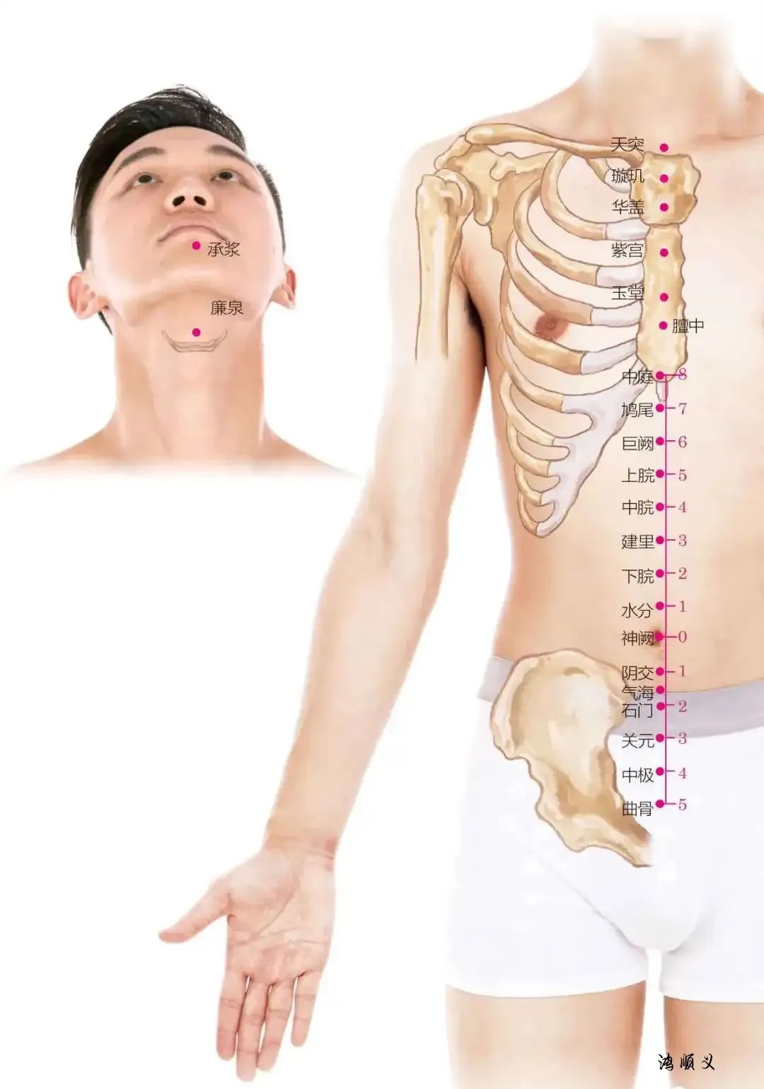 The Ren Meridian: Pathways and Clinical Applications