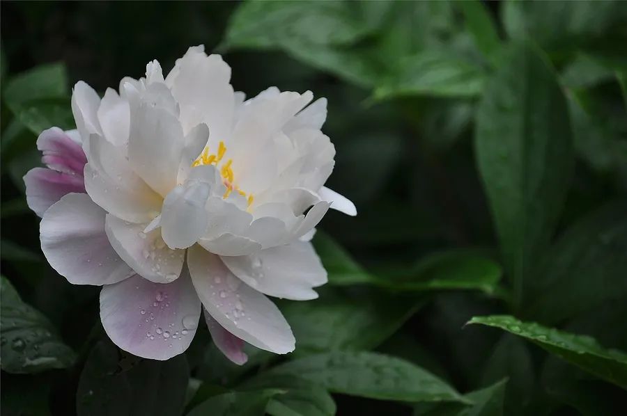 Discussion on Hunan Herbal Medicine | Nourishing Blood, Regulating Qi, and Harmonizing Liver and Spleen