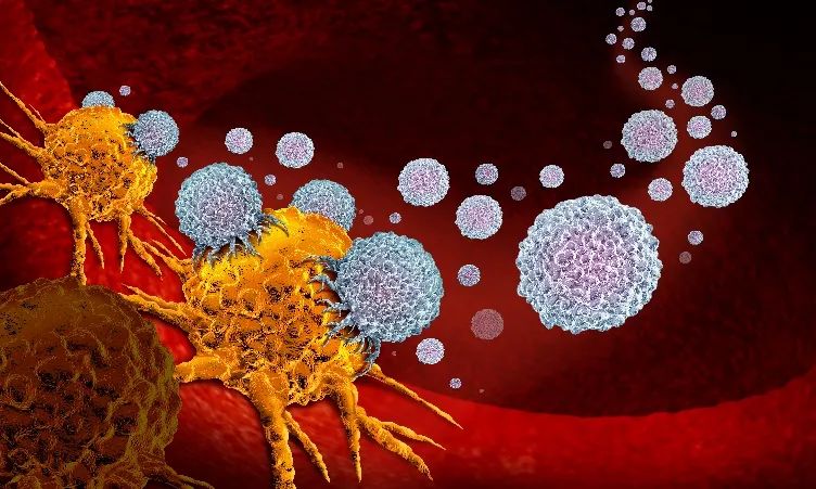 The Significant Effects of Cooked Rehmannia (Shu Di Huang)