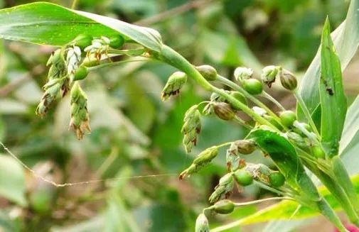 Diuretic and Edema-Reducing Herbs
