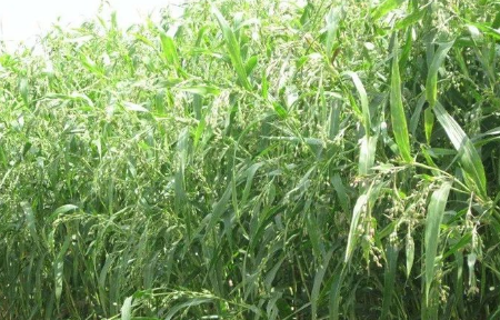 Learn About a Chinese Herb Every Day - Coix Seed (Yì Yǐ Rén)
