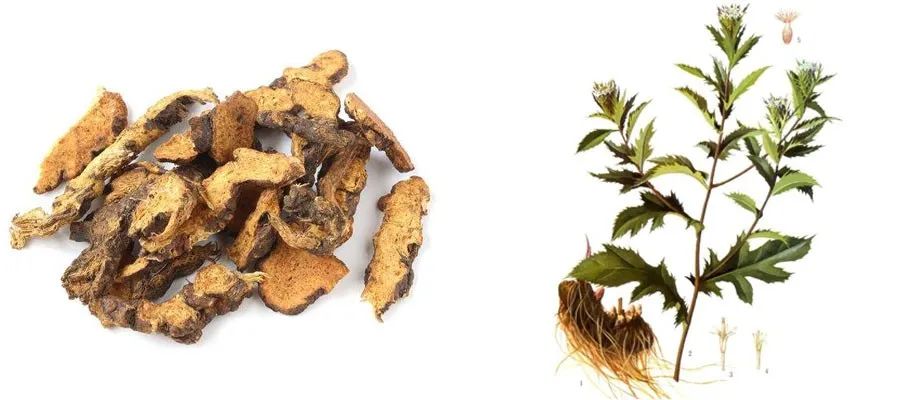 Cang Zhu (Atractylodes): "To Achieve Longevity, Regularly Consume Mountain Essence"
