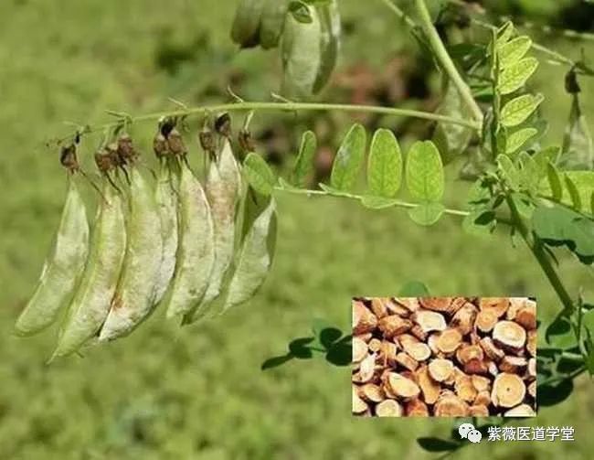Guide to the Use of Huang Qi (Astragalus)