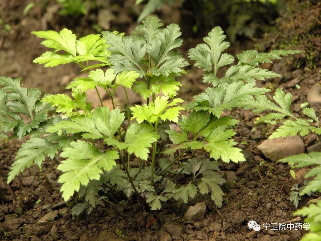 Daily Identification of Huang Lian (Coptis chinensis)
