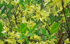 The Remarkable Folk Herb: Lian Qiao (Forsythia)