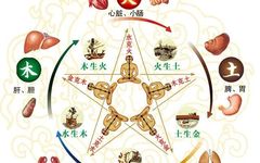 The Path to Wellness: Harmony Between the Five Organs and the Soul