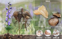 The Efficacy of Fuzi (Aconite): Nourishing Fire and Assisting Yang, Dispelling Cold and Alleviating Pain
