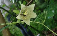 Codonopsis pilosula: A Comprehensive Overview of Its Benefits and Uses