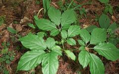 Traditional Chinese Medicine: Ginseng