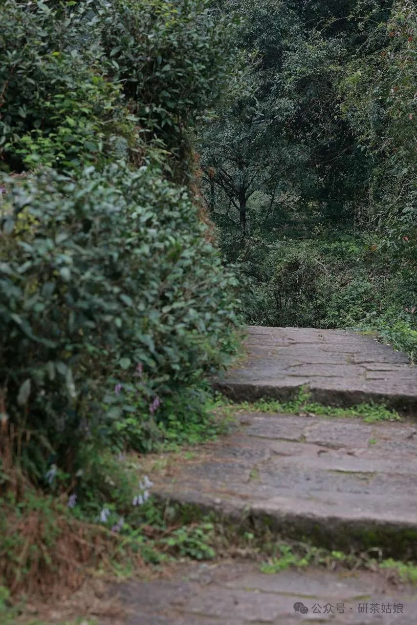 The Twin Flowers of Huiyuan Pit: Cinnamon and Narcissus, Distinguishing Varieties and Mountain Legends